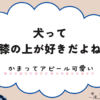 犬は膝の上が好きだよね。かまってアピールが可愛い