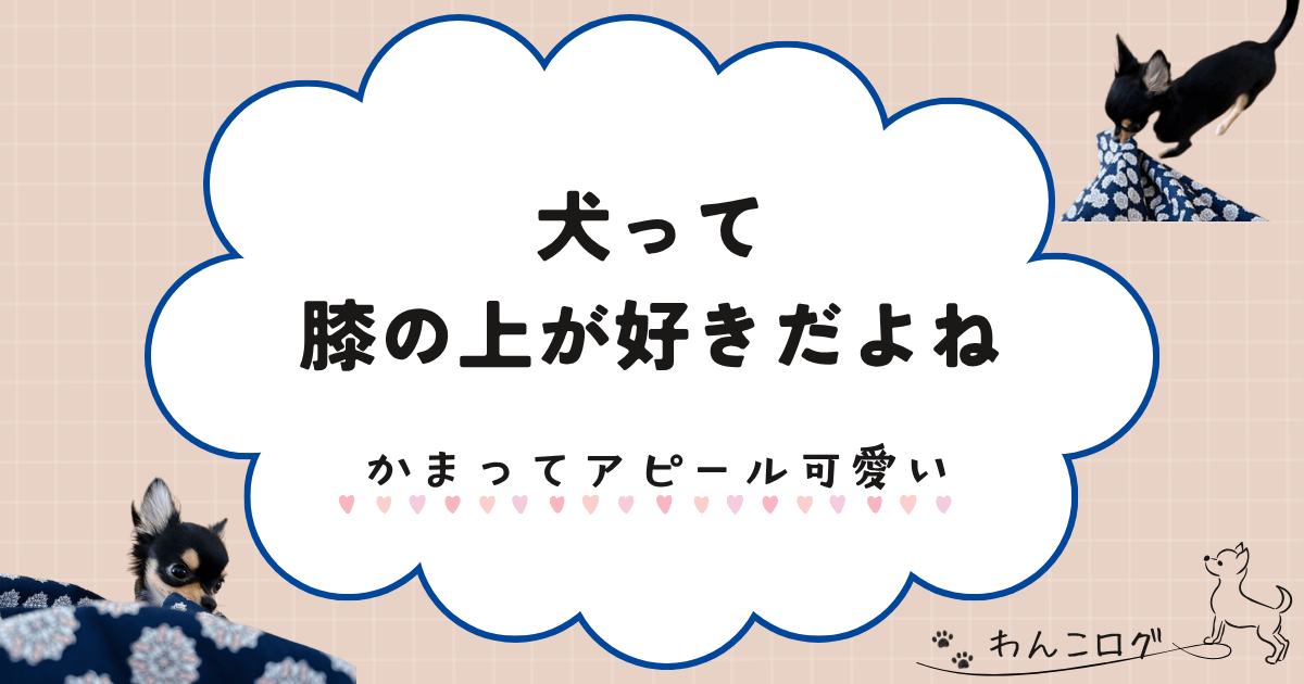 犬は膝の上が好きだよね。かまってアピールが可愛い