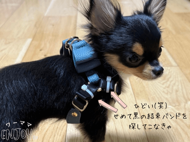 リボンハーネスを装着したチワワ