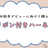 チワワのお散歩デビューにリボン付きハーネス