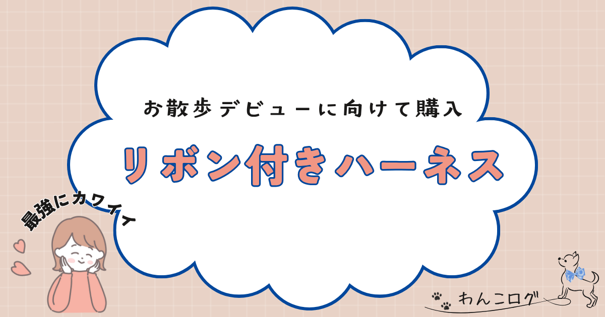 チワワのお散歩デビューにリボン付きハーネス
