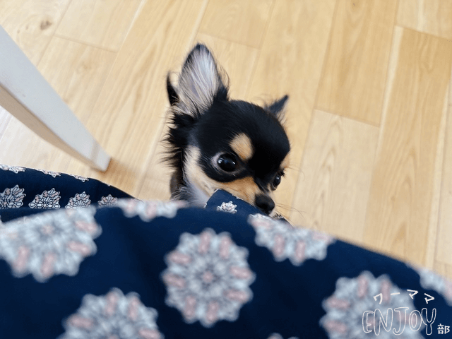 犬って膝の上が大好きで椅子に座ると抱っこしてアピール
