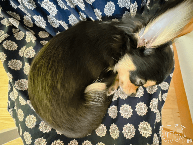 大好きな膝の上に乗って大満足の犬