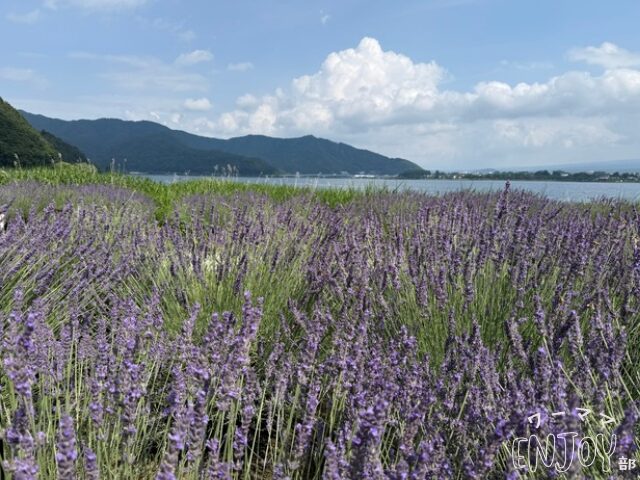 河口湖大石公園のラベンダー畑