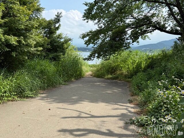 河口湖の大石公園にあるトトロが出てきそうな道