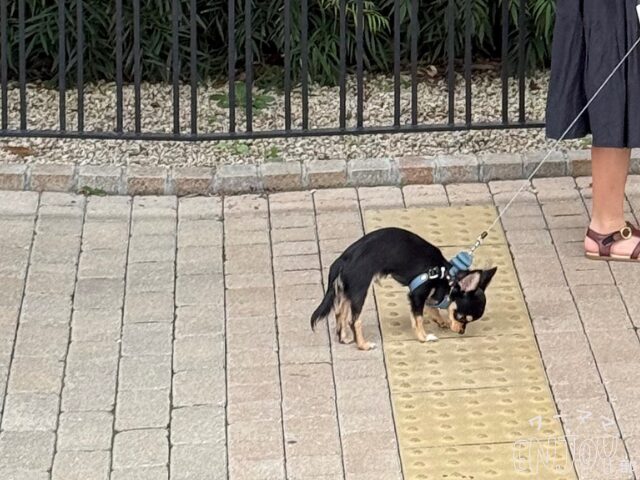 お散歩デビューで歩かないチワワ
